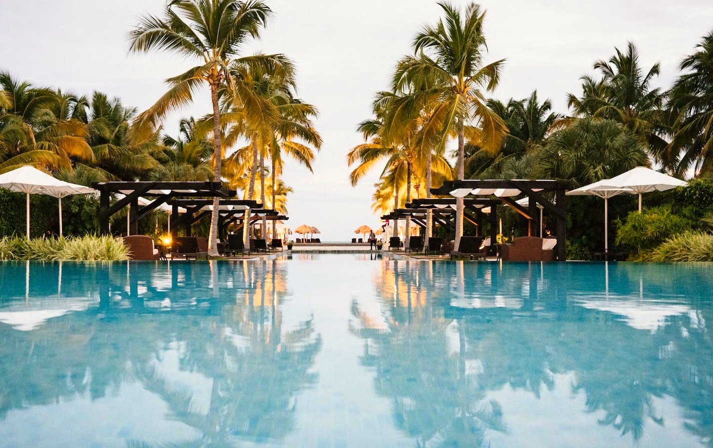 A pool under tall palms with loungers along one side